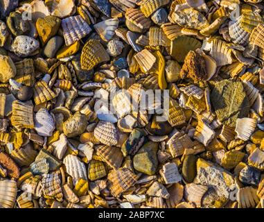 Modello di conchiglie frantumate e rocce, decorativi materiale di copertura per il giardino e percorsi a piedi, motivi di sfondo Foto Stock