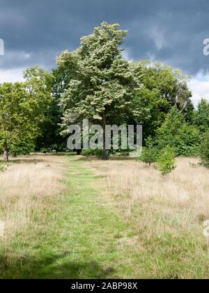 Tilai tomentosa 'Petolaris', lime d'argento piangente a Kensington Gardens, Londra, Regno Unito Foto Stock