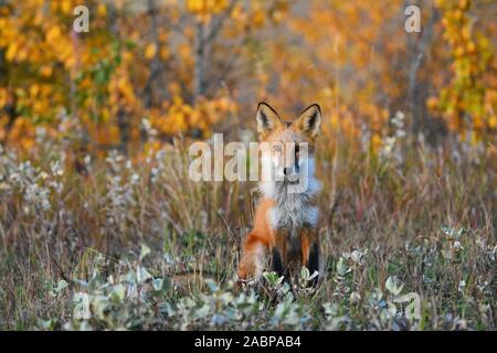 Red Fox in America del Nord Foto Stock