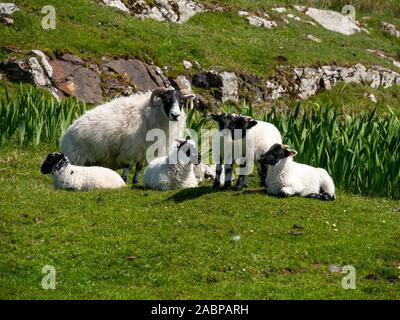 Scottish Blackface ovini pecora con i giovani agnelli sulla isola di Oronsay, Colonsay, Scotland, Regno Unito Foto Stock