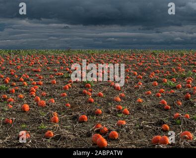 Campo di zucca in area rurale sotto minacciose nuvole Foto Stock