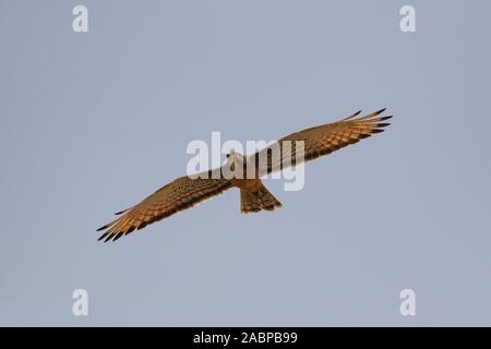 Grasshopper Buzzard, Butastur rufifennis, Gambia, Africa occidentale Foto Stock