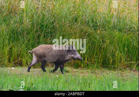 Il cinghiale (Sus scrofa) corre sulla banca reed, Donauauen, Austria Inferiore, Austria Foto Stock