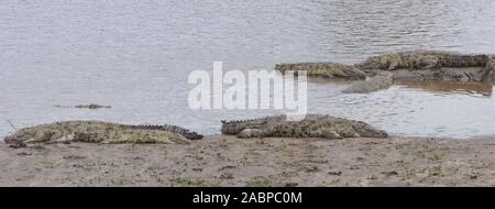 Coccodrilli del Nilo (Crocodylus niloticus) rilassati su una banca di fango sul bordo del fiume di Mara. Parco Nazionale del Serengeti, Tanzania. Foto Stock
