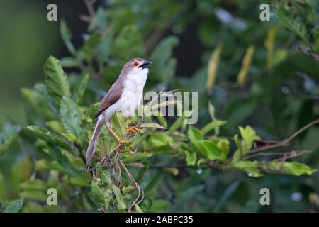 Giallo-eyed Babbler (Chrysomma sinense) Foto Stock