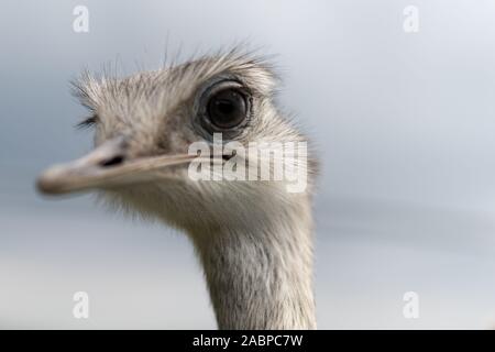 Chiudere fino a un bianco e grigio testa di struzzo con grandi occhi neri Foto Stock