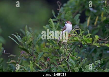Giallo-eyed Babbler (Chrysomma sinense) Foto Stock