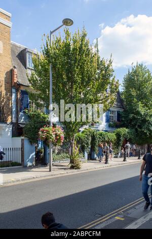 Golden Hybrid Elm (Ulmus x hollandica 'Dampieri Aurea') Street tree, Notting Hill, London W11, UK Foto Stock