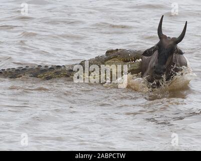 Un giovane blue GNU (Connochaetes taurinus) è catturato da un coccodrillo del Nilo (Crocodylus niloticus) come si attraversa il fiume Mara tra Masai M Foto Stock