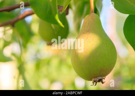 Pere mature appeso sul ramo di un albero nel giardino estivo Foto Stock