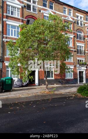 'Summer Bells', un ibrido intergenerico insolito tra Chilopsis e Catalpa, noto come x Chitalpa tashkentensis. Usato come un albero di strada, Londra, Regno Unito Foto Stock