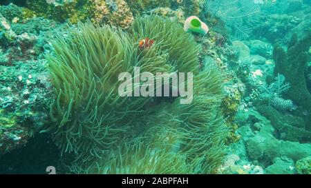 Il marrone rossiccio e percula clownfish condividono un anemone vicino al relitto liberty a tulamben sull'isola di Bali, Indonesia Foto Stock