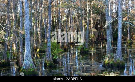 Cipressi alberi nella palude della Louisiana Foto Stock