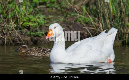 Bianco oca Embden (Anser anser domesticus) galleggiante su un lago in primavera nel Regno Unito. Foto Stock