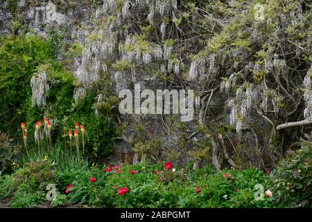 Wisteria sinensis alba,Glicine cinese,Kniphofia caulescens,red hot poker,letto misto,confine,Schema impianto,perenne,piante perenni,fiore,fiori,fiore Foto Stock