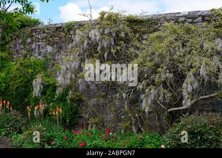 Wisteria sinensis alba,Glicine cinese,Kniphofia caulescens,red hot poker,letto misto,confine,Schema impianto,perenne,piante perenni,fiore,fiori,fiore Foto Stock