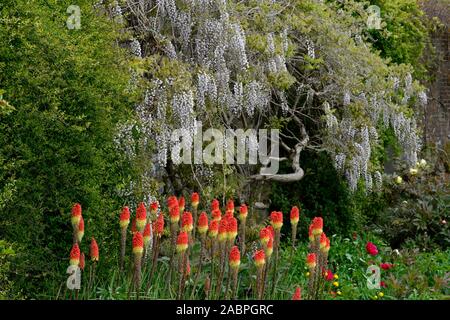 Wisteria sinensis alba,Glicine cinese,Kniphofia caulescens,red hot poker,letto misto,confine,Schema impianto,perenne,piante perenni,fiore,fiori,fiore Foto Stock