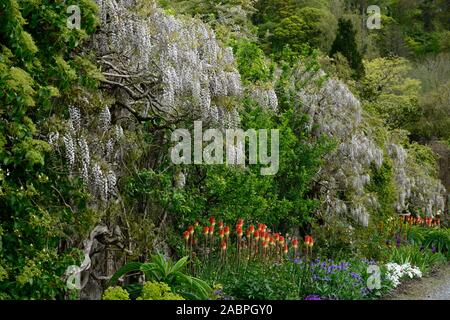 Wisteria sinensis alba,Glicine cinese,Kniphofia caulescens,red hot poker,letto misto,confine,Schema impianto,perenne,piante perenni,fiore,fiori,fiore Foto Stock