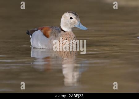 Di inanellare teal (Callonetta leucophrys), maschio nuoto sul lago Foto Stock