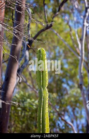 Close up di ficodindia infestare la gemma ambiente campi del Queensland centrale Australia Foto Stock