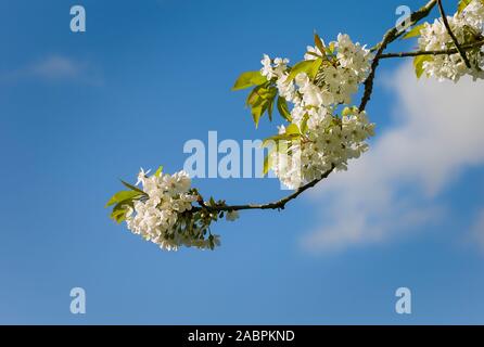 I grappoli di fiori bianchi su una ciliegia selvatica tree in un giardino inglese in aprile Foto Stock