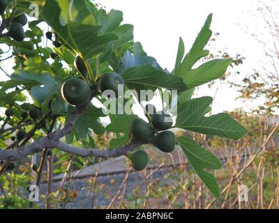 Fichi verdi su albero nella campagna andalusa Foto Stock