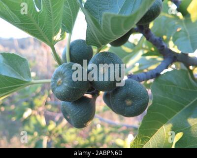 Fichi verdi su albero nella campagna andalusa Foto Stock