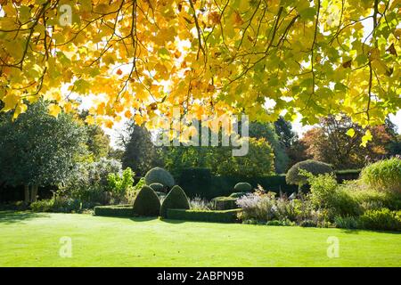 Foglie di autunno di un giovane albero dei tulipani aggiungere interesse di primo piano su questo punto di vista di un giardino inglese nel mese di ottobre del Regno Unito Foto Stock