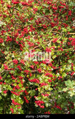 Crataegus monogyna Biancospino con un sacco di bacche rosse in autunno. Spinoso deciduo completamente hardy pianta che è buono per la copertura. Foto Stock