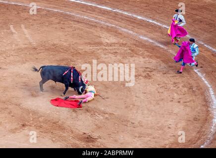 Caccia al toro che viene brulicato nella arena Plaza Mexico, Città del Messico, Messico Foto Stock