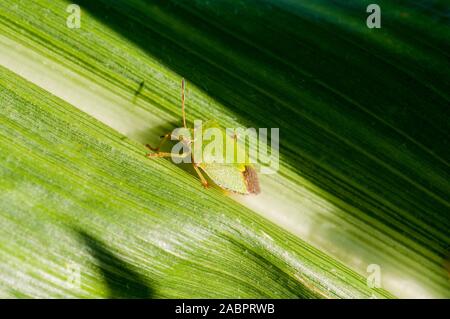 Comune di schermo verde Bug Palomena prasina su foglie di mais dolce in tarda estate. Foto Stock