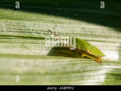 Comune di schermo verde Bug Palomena prasina su foglie di mais dolce in tarda estate. Foto Stock