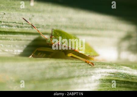 Comune di schermo verde Bug Palomena prasina su foglie di mais dolce in tarda estate. Foto Stock