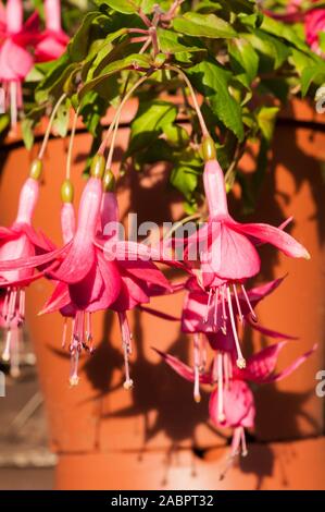 Jack fucsia Shahan appendere cesto con fiori completamente aperta. Un fronte di fucsia con rose fiori di colore rosa ed è una mezza pianta hardy. Foto Stock