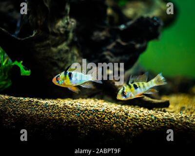 Coppia di ram (cichlid Mikrogeophagus ramirezi) in un serbatoio di pesci Foto Stock