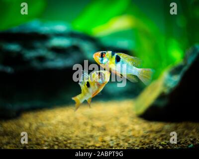 Coppia di ram (cichlid Mikrogeophagus ramirezi) in un serbatoio di pesci Foto Stock