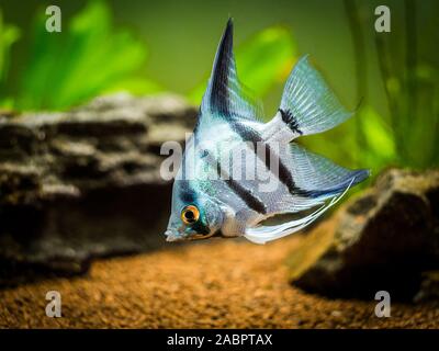 Zebra Angelfish nel serbatoio fishcc Zebra Angelfish nel serbatoio fishZebra Angelfish nel serbatoio il pesce zebra Angelfish nel serbatoio di pesce (Pterophyllum scalare) Foto Stock