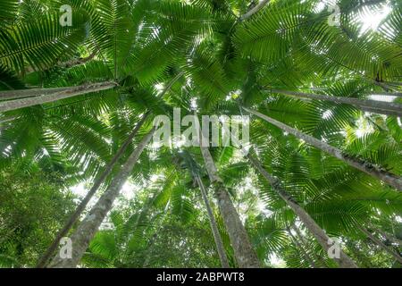 Boschetto di palme Piccabeen (Archontophoenix cunninghamiana). Isola di Fraser, Queensland, Australia Foto Stock