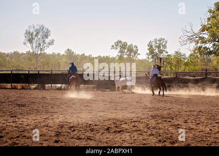 I cowboys arrotondamento una mucca in un evento campdrafting presso un paese rodeo. Campdrafting è un unico sport australiani che coinvolgono un cavallo e cavaliere ca di lavoro Foto Stock