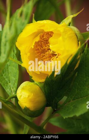 Paeonia lutea var. ludlowii, un albero peonia con colore giallo brillante fiori in tarda primavera Foto Stock