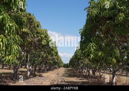 Filari di alberi di mango ancora a dare i suoi frutti su una piantagione in Australia Foto Stock