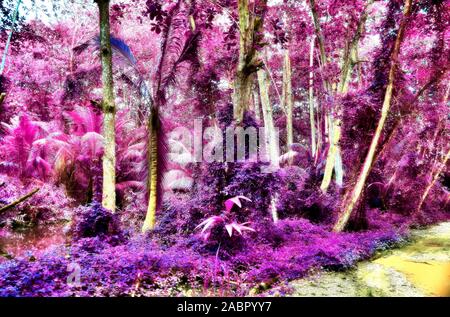 Bella fantasia scatti a infrarossi di palme sulle isole Seicelle Foto Stock