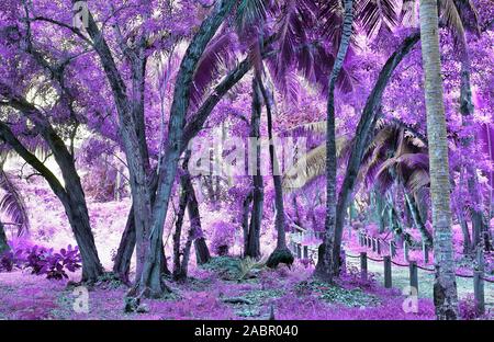 Bella fantasia scatti a infrarossi di palme sulle isole Seicelle Foto Stock