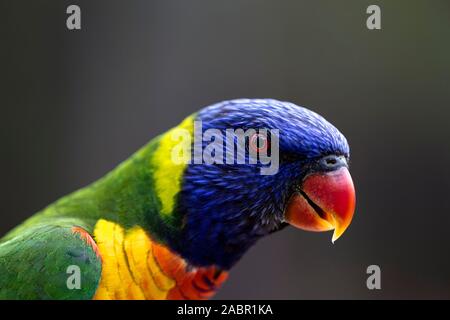 Un colorate vivacemente Australian rainbow parrot isolata su uno sfondo sfocato Foto Stock