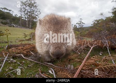 Close up carino wombat Comune di pascolare su erba, direttamente affacciata alla telecamera, Maria Island, Tasmania Foto Stock