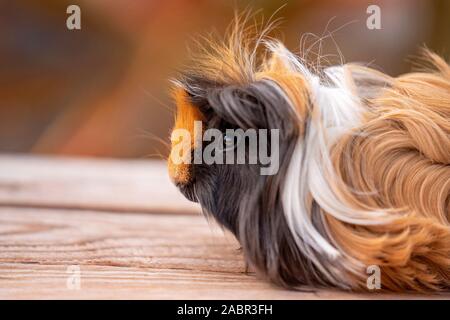 Un primo piano verticale della faccia di un simpatico cavia, noto anche come cavy Foto Stock