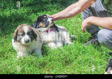 Tornjak da Vlasic, cucciolo, custode del bestiame cane, LGD, bosniaco cane Foto Stock