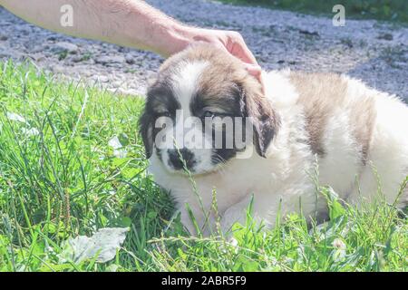 Tornjak da Vlasic, cucciolo, custode del bestiame cane, LGD, bosniaco cane Foto Stock