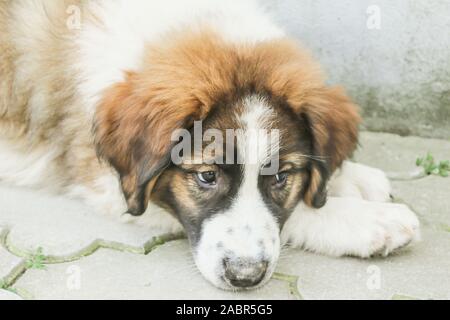 Tornjak da Vlasic, cucciolo, custode del bestiame cane, LGD, bosniaco cane Foto Stock