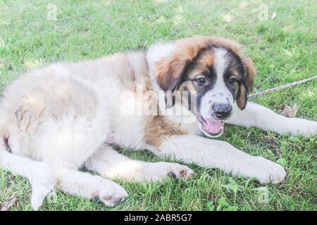 Tornjak da Vlasic, cucciolo, custode del bestiame cane, LGD, bosniaco cane Foto Stock